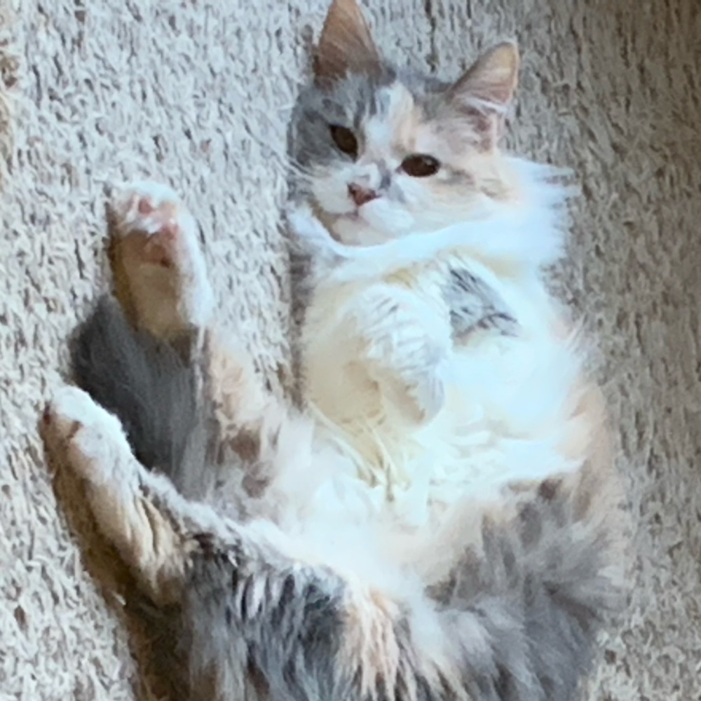 Meet your Posher, Jane